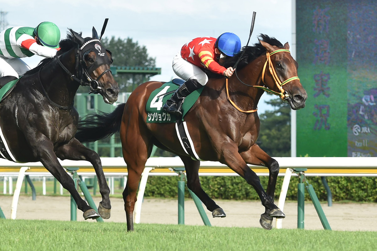 新潟記念】ド根性で勝ち取った！重賞初V シンリョクカ強さの源は